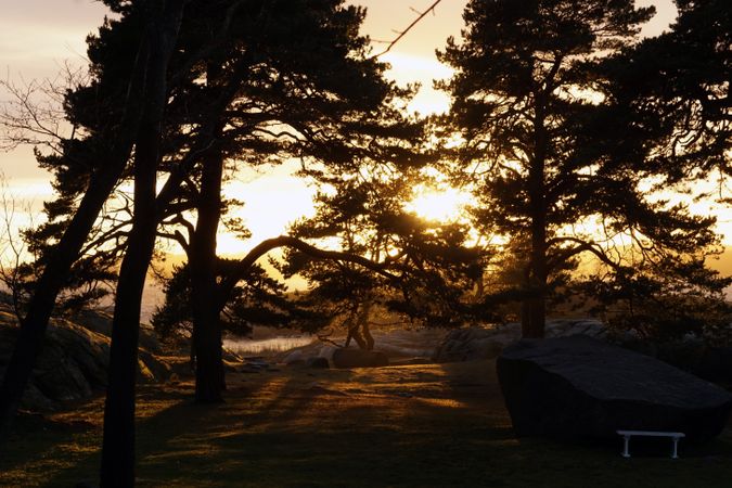 Peaceful meadow in pine forest near lake at sunset