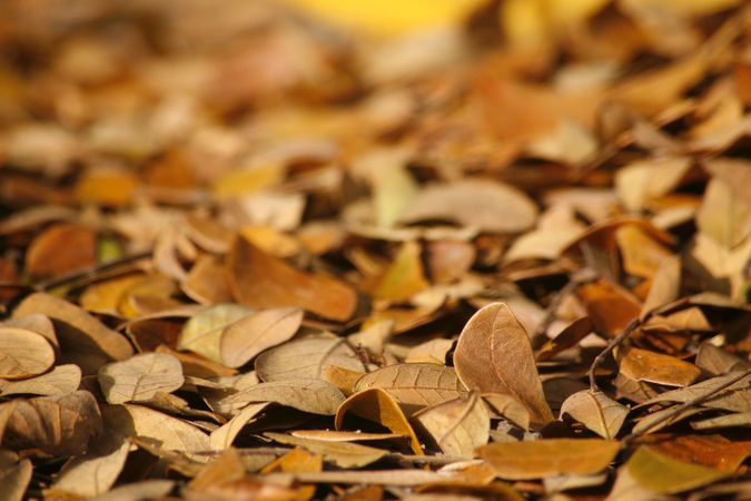 Close up of fall leaves