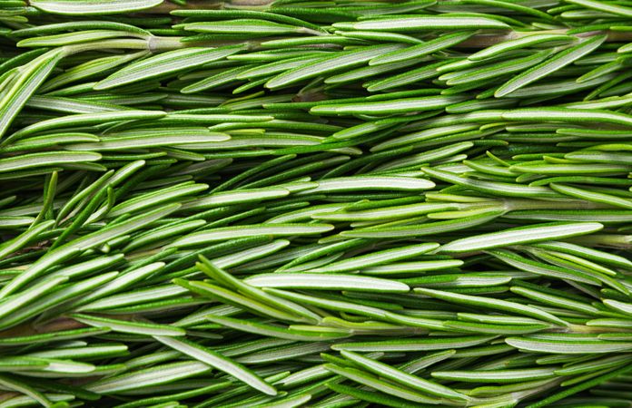Fresh green rosemary leaves as background, closeup