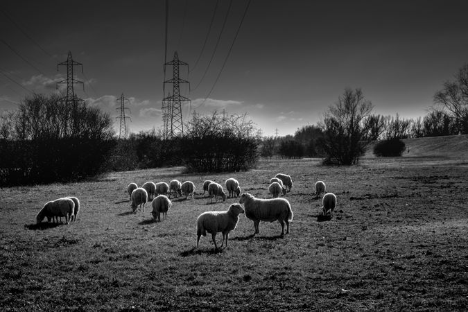 Monochrome shot of sheep in a field near power lines