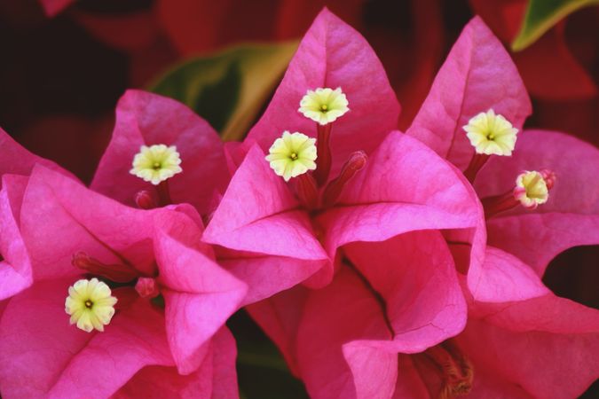 Blossom pink flowers.