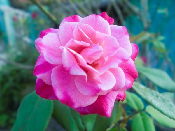 Beautiful blossom pink rose
