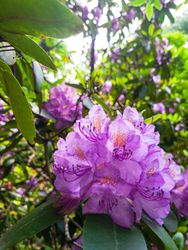 Portrait of a purple-pinkish bloom 