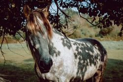 Horses pasturing on meadow
