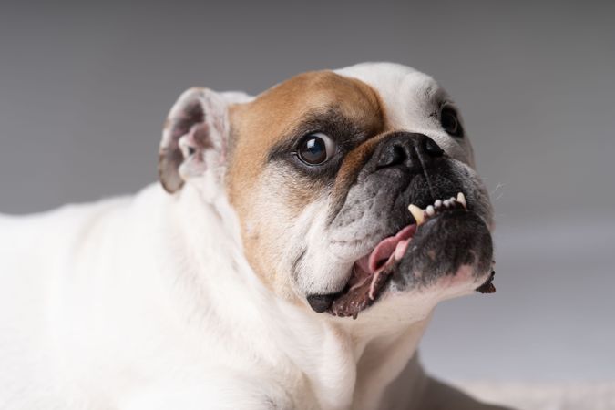 Portrait of funny American bulldog