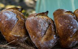 Freshly baked bread boules