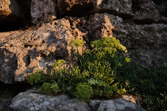Crithmum growing on stone under sunlight