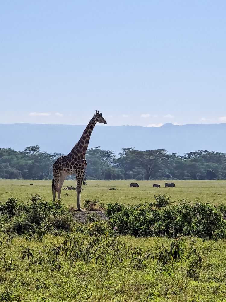 Giraffe standing in Kenya savanna with rhinos grazing in background
