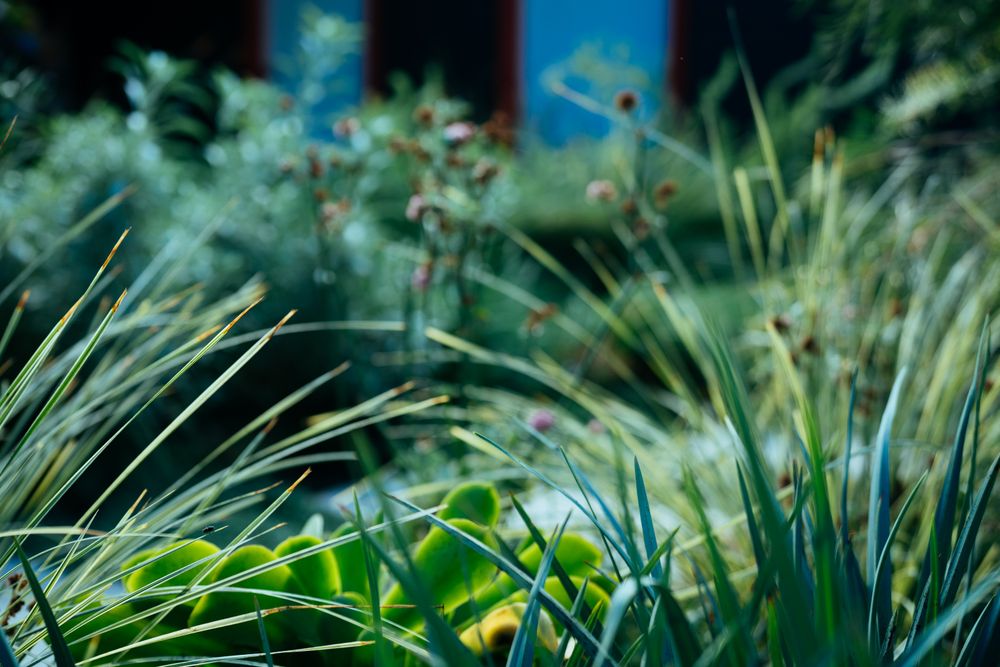 Garden grasses