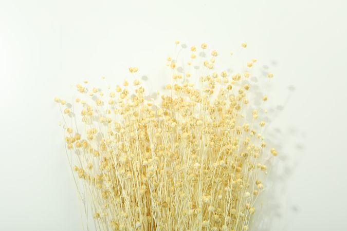 Dried flower bunch in bright room