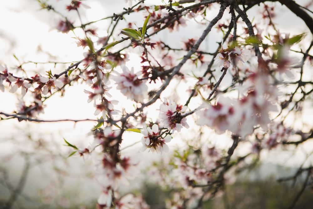 Tree branch with flowers in garden