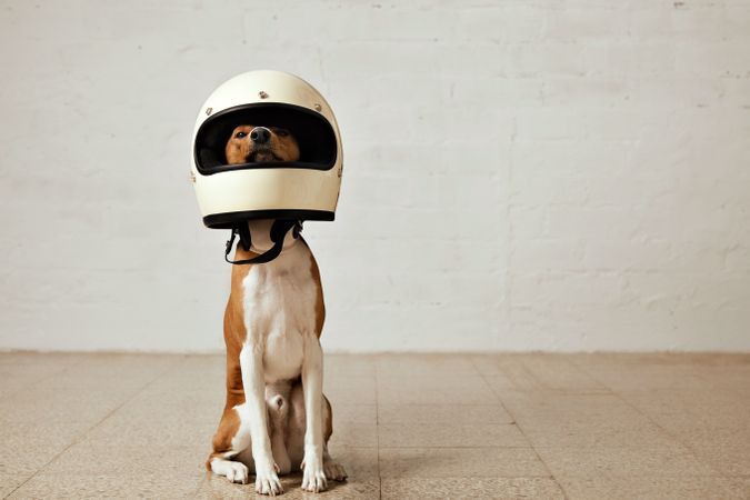 Dog in oversized helmet