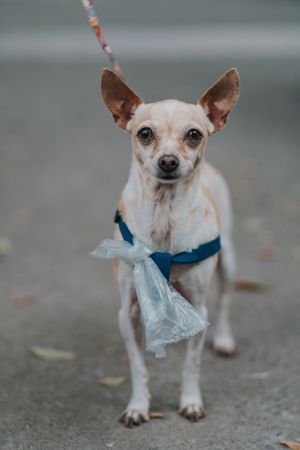 Chihuahua walking in street