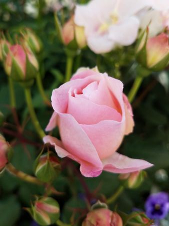Pink rose close up
