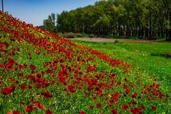 Red beautiful poppies on hill in a meadow