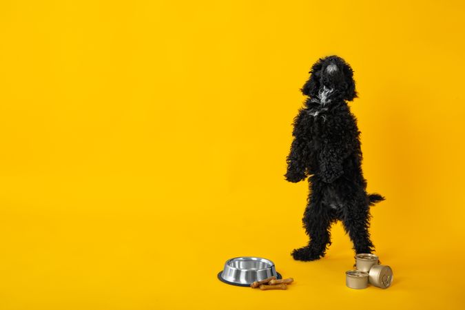 Dog standing waiting to be fed next to food bowl