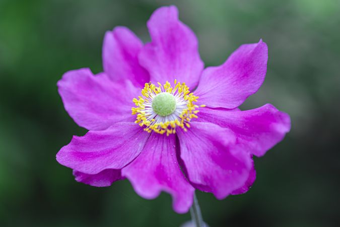 Green center of bright purple flower