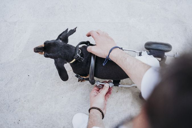 Man fixing wheelchair on dog