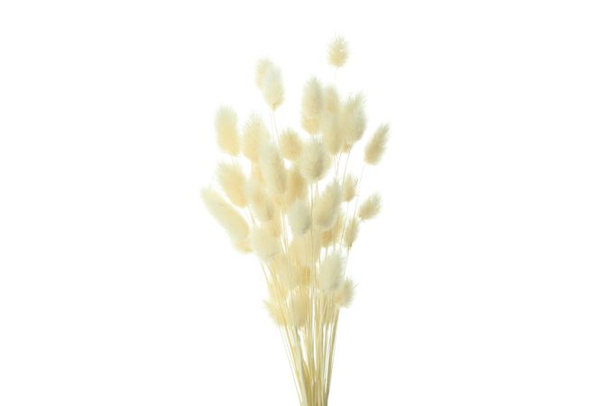 Bouquet of dried willows in blank studio shoot