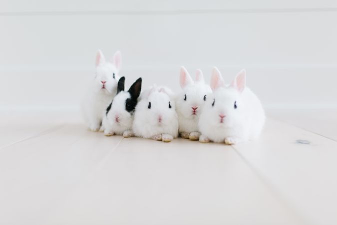 Rabbits on light floor
