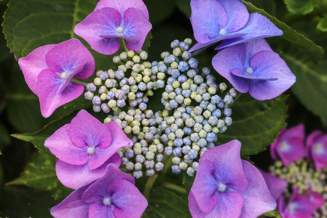 Beautiful flowers in a european garden in different colors