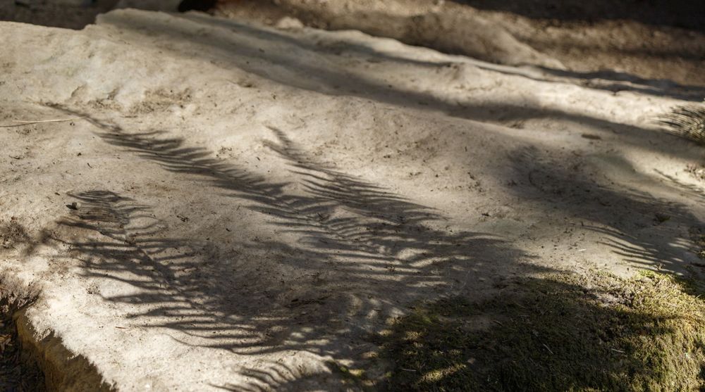 Shadow of leaves on sand