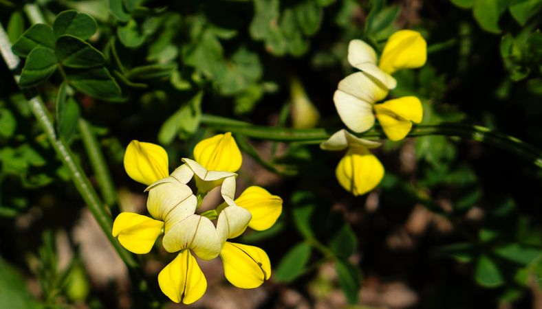 Close-up yellow wildflowers