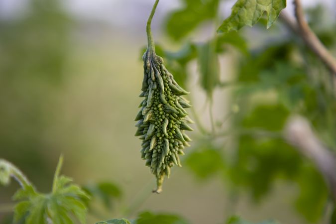 Bitter Gourd or Corolla raw healthy vegetable hanging on the garden tree with the blurry background