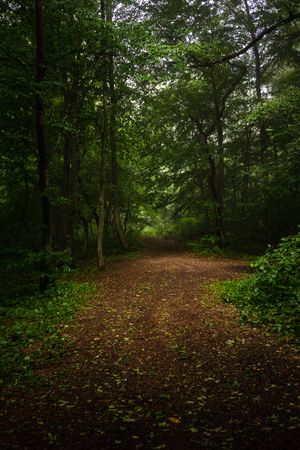 Misty morning in green forest