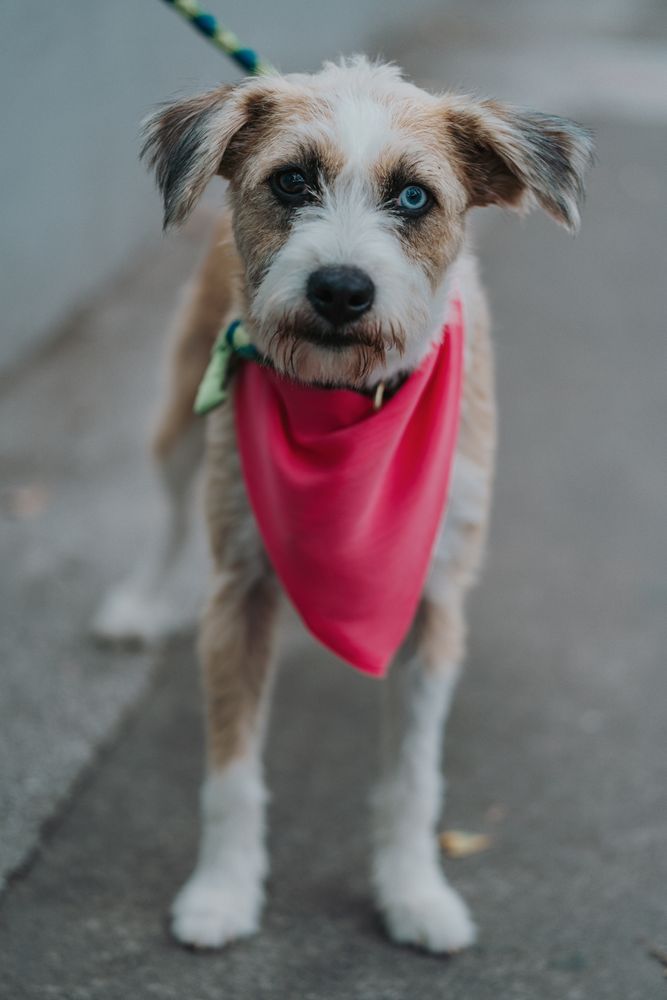 Happy mongrel dog walking in street