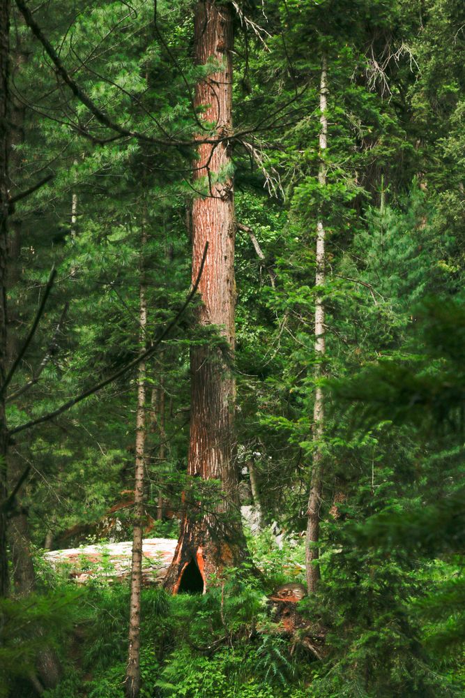 Tree in green forest, vertical composition