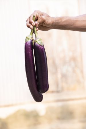 Fresh organic eggplant in person's hand with Shallow depth of field