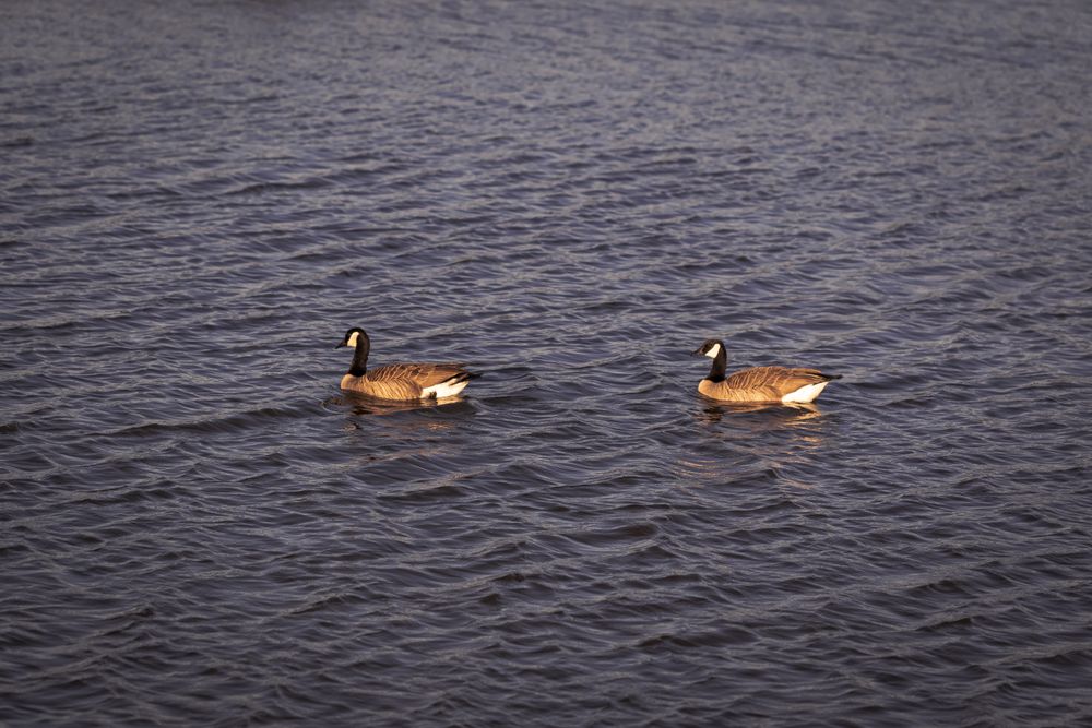 Two Canadian Geese in the water
