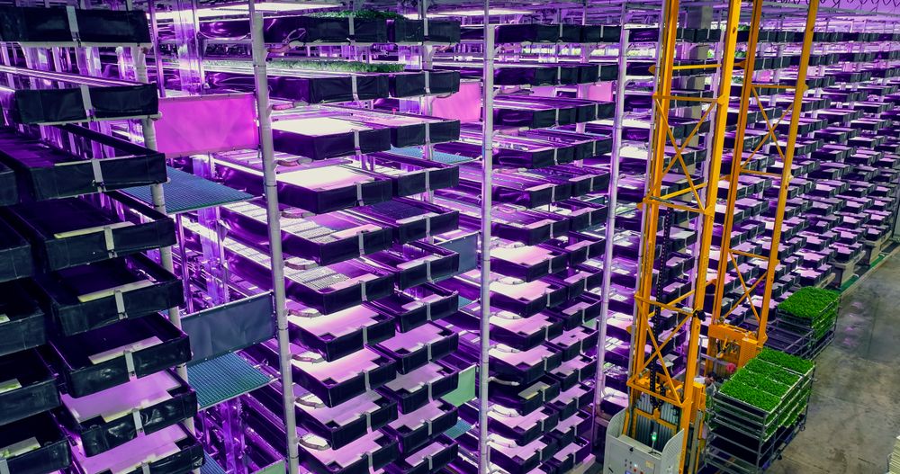 Modern Vertical Farm with Multiple Rows and Layers of Eco-Friendly Plants Growing Under Artificial LED UV Sunlight.