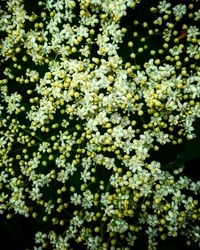 Small bunch of Elderflower