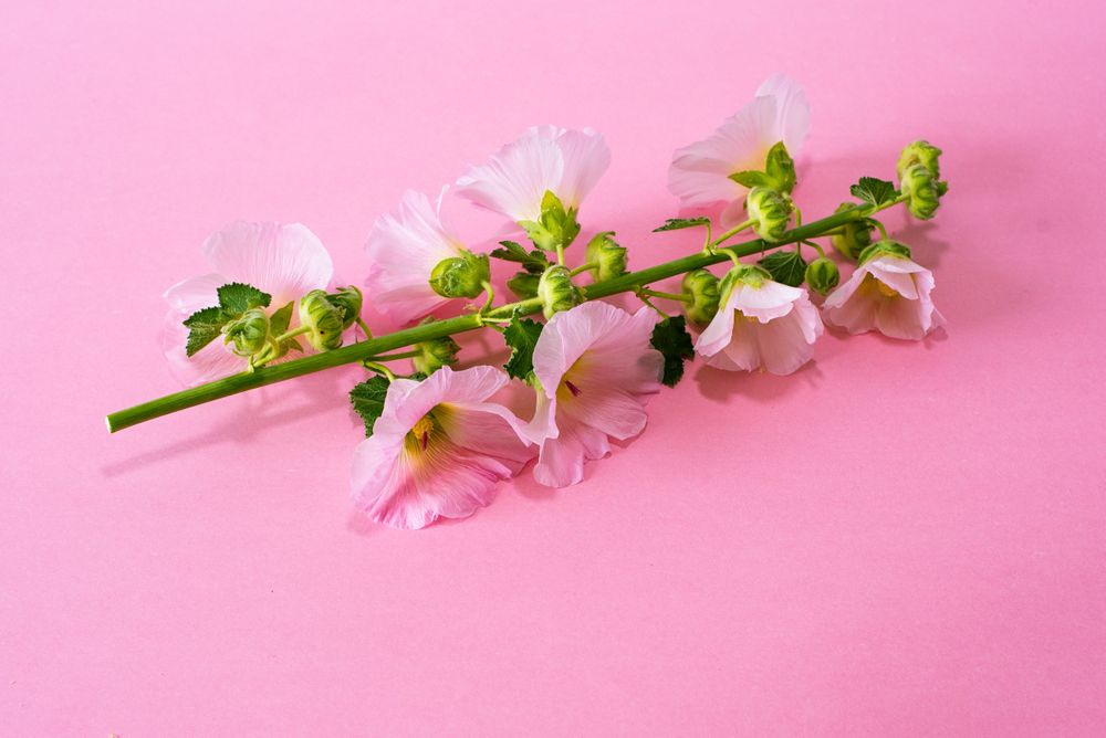 Pink flowers in a pink background