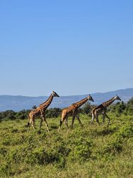 Giraffes walking in line in the savannah in Kenya