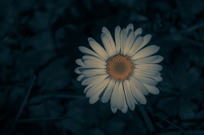Marguerite flower in focus