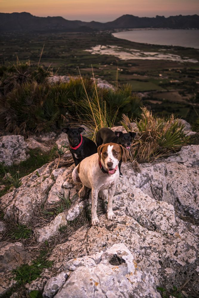 Cute dogs in stony terrain