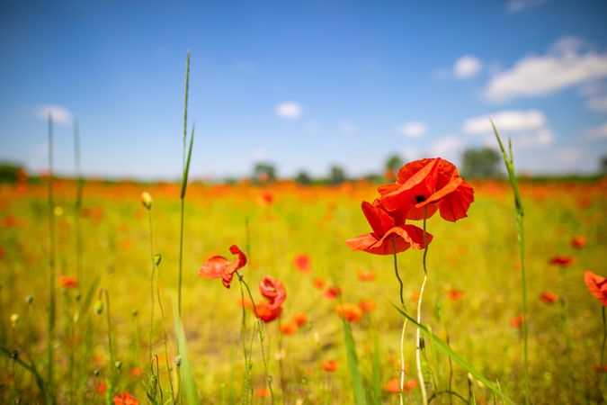 Poppy growing outside in field