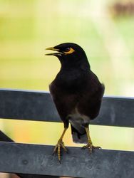 Myna on metal bar