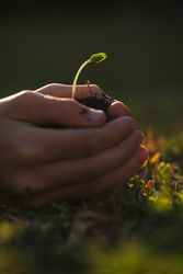 Faceless gardener with green plant seedling in summertime