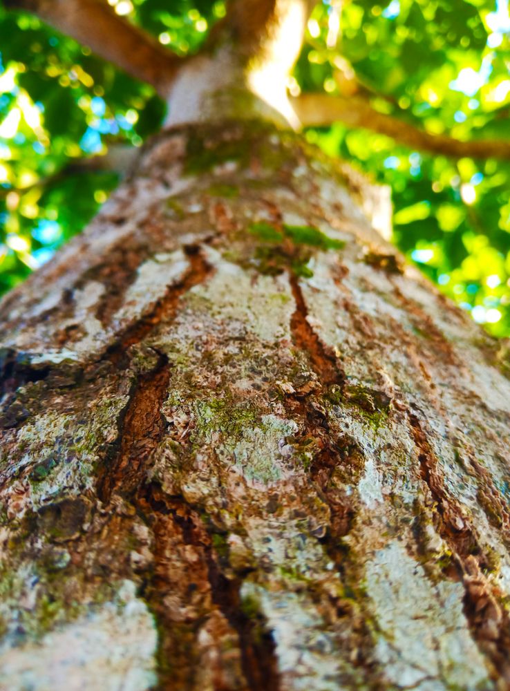 Wood texture image suitable for background.