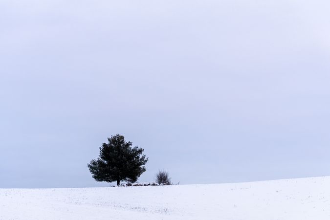 Tree and shrub on a snowy field in Aitkin County, Minnesota
