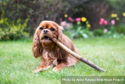Cavalier spaniel sitting on the grass chewing a stick 4AlBN5
