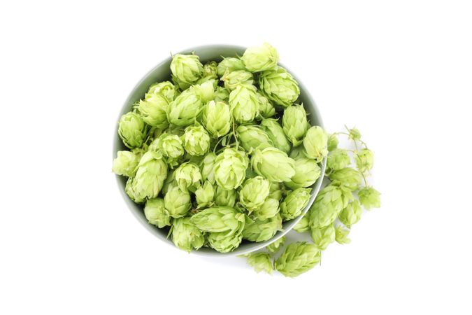 Bowl with hop cones isolated on studio background