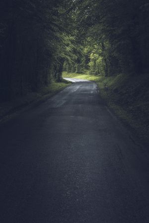 Empty road in dense green forest