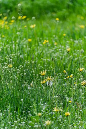 Seasonal spring meadow with fresh grass