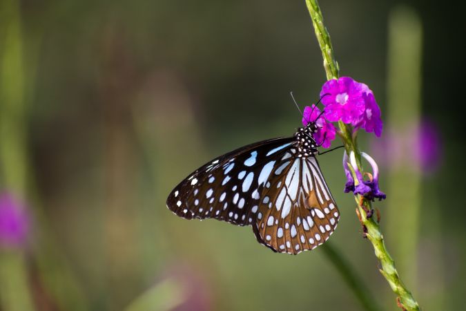 A beautiful Blue Tiger Butterfly perched on tarpeta flowers at a park in Mumbai, India