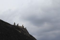 Langurs sitting on mountain slope